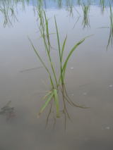 20060520稲